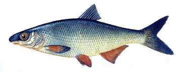 kababurun.jpg